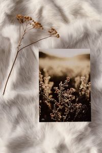 Hovedbilde Koarta ritni