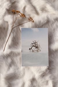 Hovedbilde Koarta reinhorn 